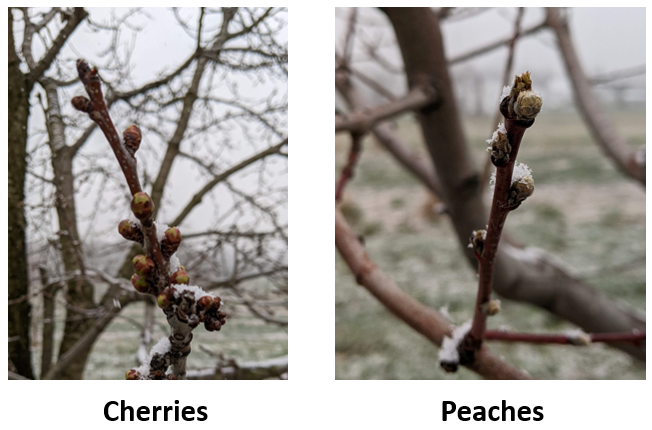 Cherry and peach buds.